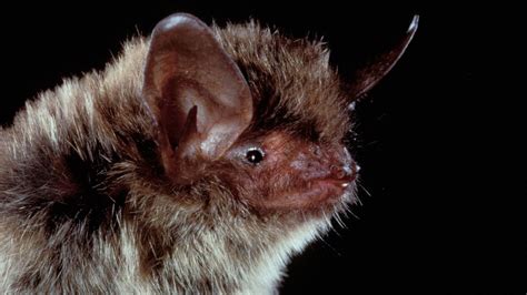 Northern long-eared bat given threatened status