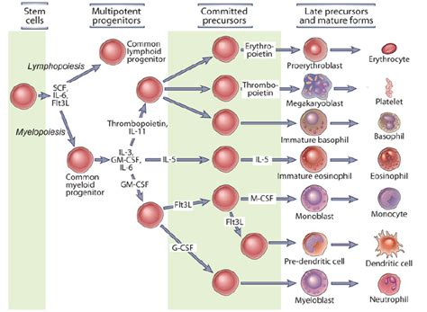 Progenitors | Medical pictures, Physiology, Anatomy and physiology