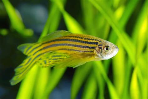 Zebra Danio 101: Care, Size, Lifespan, Tank Mates...