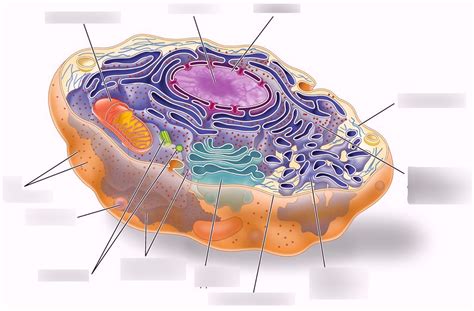 Eukaryote Cell Diagram Diagram | Quizlet