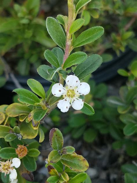 Cotoneaster dammeri 'Lowfast' (Bearberry Cotoneaster Selection)