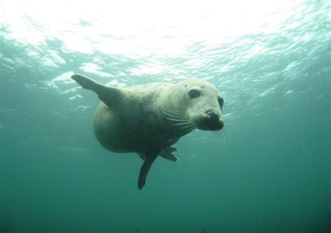 Seal Diving