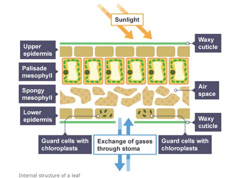 Diffusion in leaves, Biology, Year 10 GCSE Diagram | Quizlet