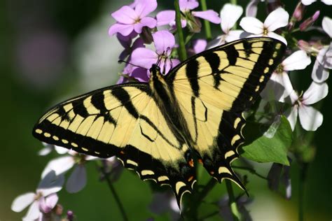 eastern tiger swallowtail butterfly wallpaper (With images) | Yellow butterfly, Butterfly ...