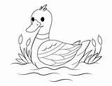 Coloring Pages For Animals Cute Ducks Colouring Kids sketch template