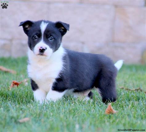 At What Age Is A Smooth Collie Full Grown