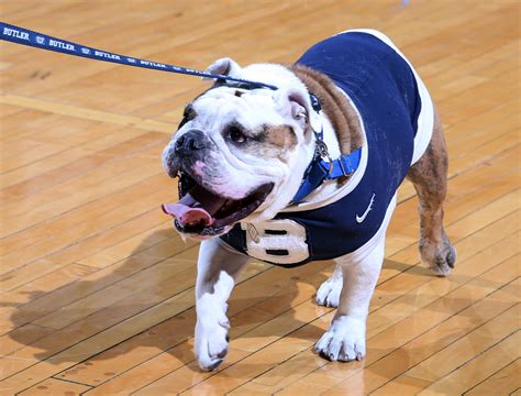 Butler Bulldog mascot Blue III chimes in on NFL's 'DeflateGate'