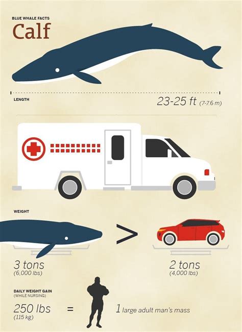 How Big Is A Blue Whale Really? Size Comparison Guide