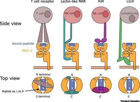 Advances in the Evolutionary Understanding of MHC Polymorphism: Trends ...