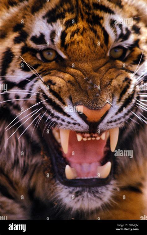 Tiger growling portrait face teeth aggressive Stock Photo - Alamy