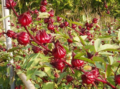 The Health Benefits of Roselle or Hibiscus | Plants, Roselle, Roselle plant