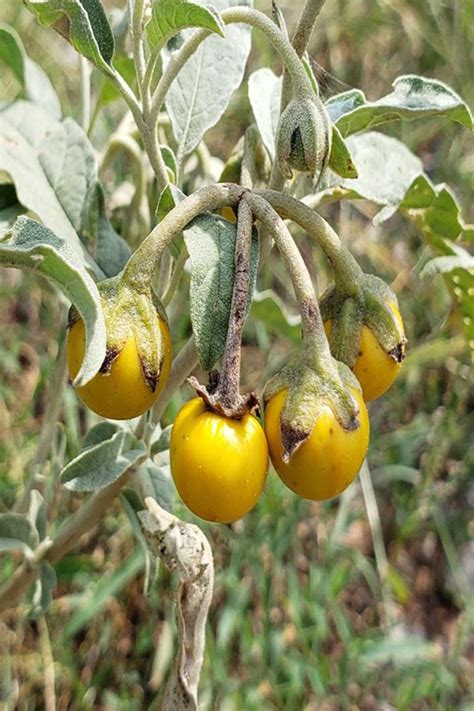 Silverleaf Nightshade | Oklahoma State University