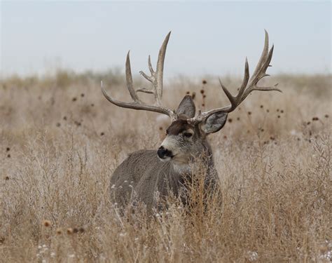 Big Mule Deer Buck With Lots Of Extra Antler Points | Mule deer, Big ...