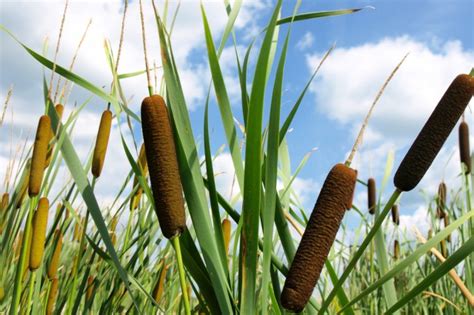 Cattail - Wildlife Heritage Foundation