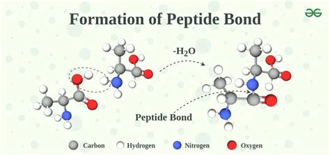 What are Peptide Bonds? - Structure, Formation & Examples