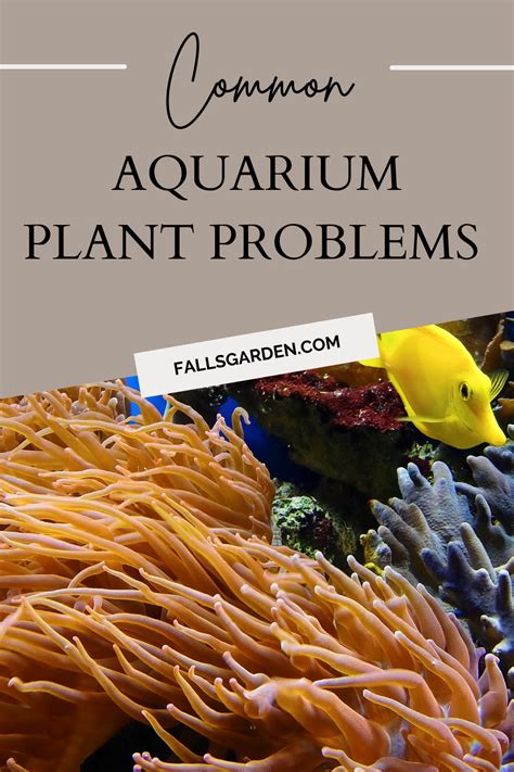 Common Problems With Aquarium Plants | Planted aquarium, Plant problems, Plants