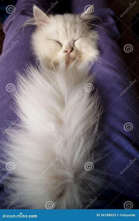 Kitten sleeping stock image. Image of asleep, sleeping - 34188933