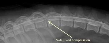 Intervertebral Disc Disease and the Cavalier King Charles Spaniel