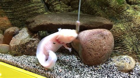 Axolotl feeding - YouTube