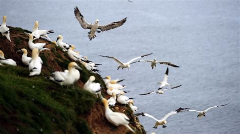 Full scale of pollution spill affecting birds not yet known | ITV News Meridian