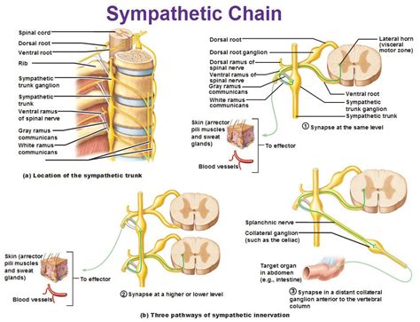 sympathetic chain trunk innervation | Autonomic nervous system, Nervous ...