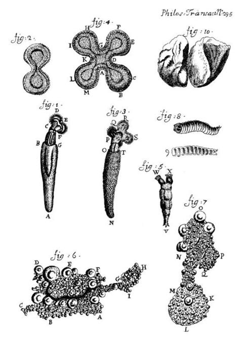 The Human Holobiont — DemystifySci