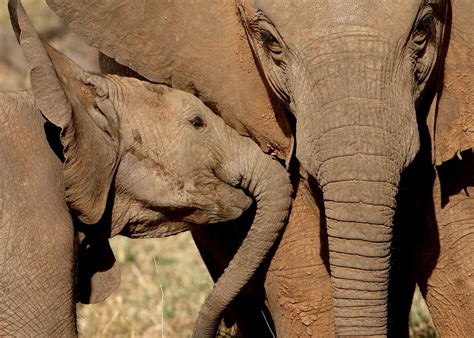 Visit Chobe National Park on a trip to Botswana | Audley Travel