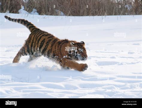 Siberian tiger running in snow hi-res stock photography and images - Alamy