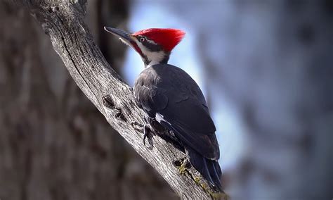 Bird of the Year: the Pileated Woodpecker