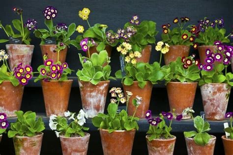 Ultimate Guide to Auricula Flowers (Primula auricula) - Petal Republic