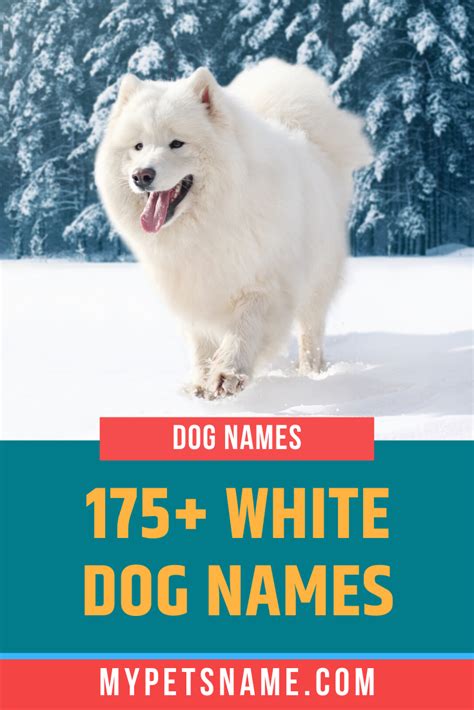 You searched for girl names for white dogs – Artofit