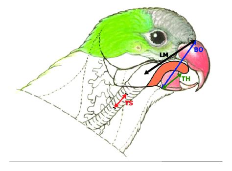 Anatomical measurements. Lateral view of a monk parakeet indicating the ...