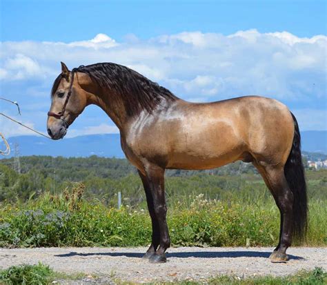 Buckskin Horses - Everything You Need to Know - Seriously Equestrian