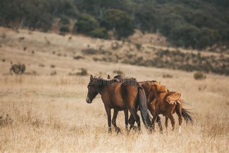 Wild Brumbies in the Plains of Snowy Mountains Stock Photo - Image of australia, freedom: 242924180