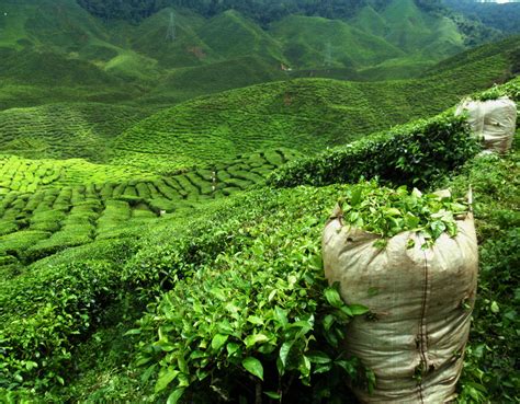 【イギリス】ユニリーバ、茶栽培の持続可能性向上のための品種改良に着手 | Sustainable Japan