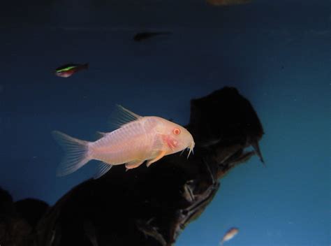 Albino Corydoras Sterbai