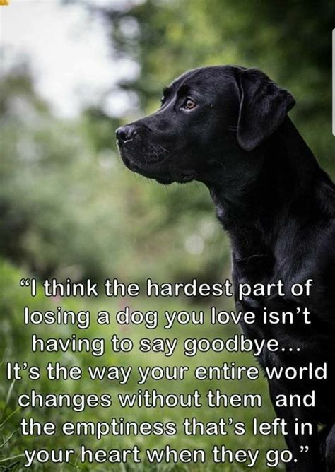 Pin by susan on pet quotes | Losing a dog, Dog quotes love, Pet quotes dog