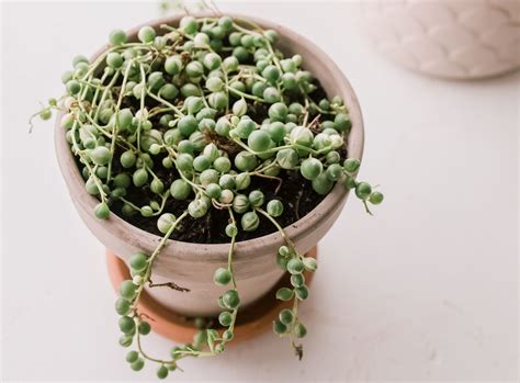 9 Tiny Plants for Cute Indoor Gardens