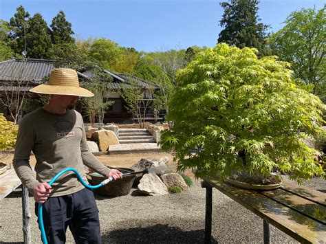 How to Water Your Bonsai: Dispelling 4 Common Myths – Tree House Bonsai