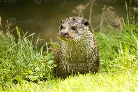 European Otter 716679 Stock Photo at Vecteezy