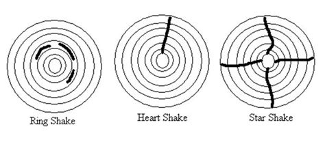 Wood Defects - Forestrypedia