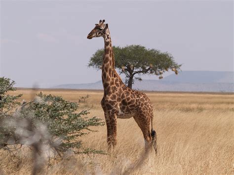 Africa - Serengeti - Giraffe by VersScharrelEi on DeviantArt