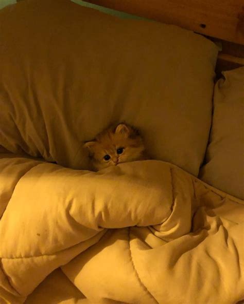 silly little cat tucked into bed alternate angle | Me In My Silly Little Bed | Know Your Meme