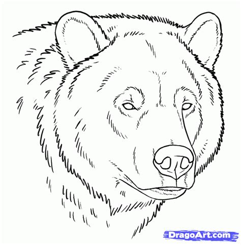 Free Bear Drawing, Download Free Bear Drawing png images, Free ClipArts on Clipart Library