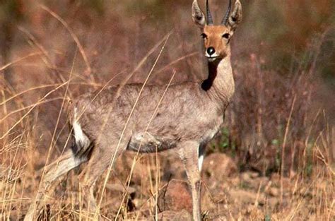 Mountain Reedbuck - Antelope - South Africa Mammals