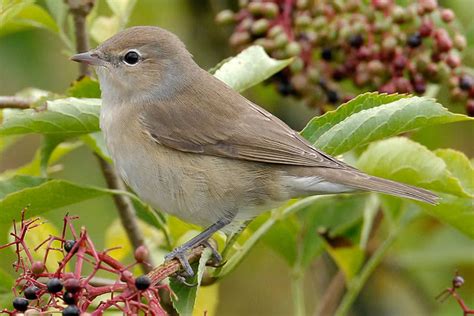 vogelwarte.ch - Gartengrasmücke