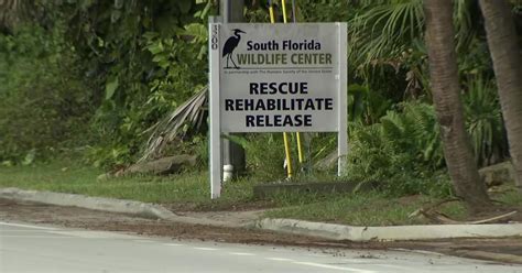 South Florida Wildlife Center Could Be Forced To Relocate After $200-A-Year Lease Expires Next ...