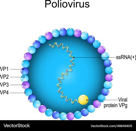 Poliovirus structure close-up of a virion anatomy Vector Image