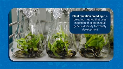 What is Mutation Breeding? | IAEA