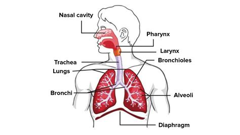 Draw the picture of human respiratory system and label its different parts.